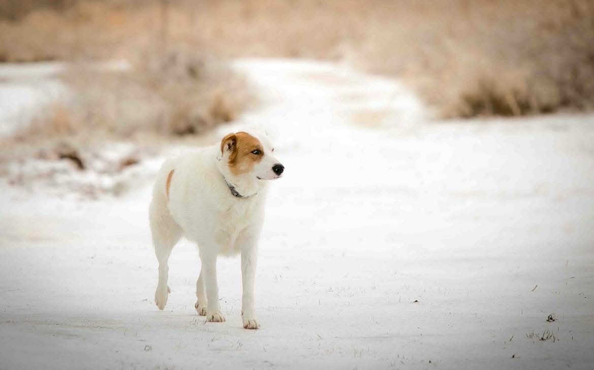 White dog standing in snow
