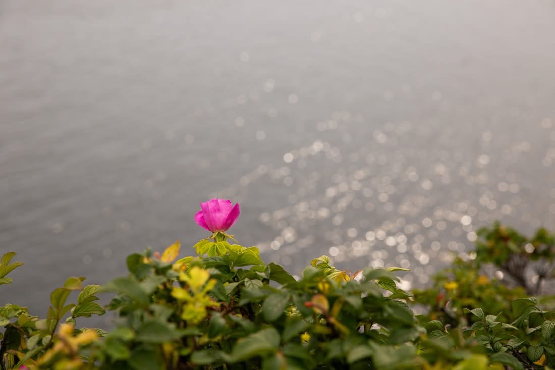 Pink flower by the water with bokeh